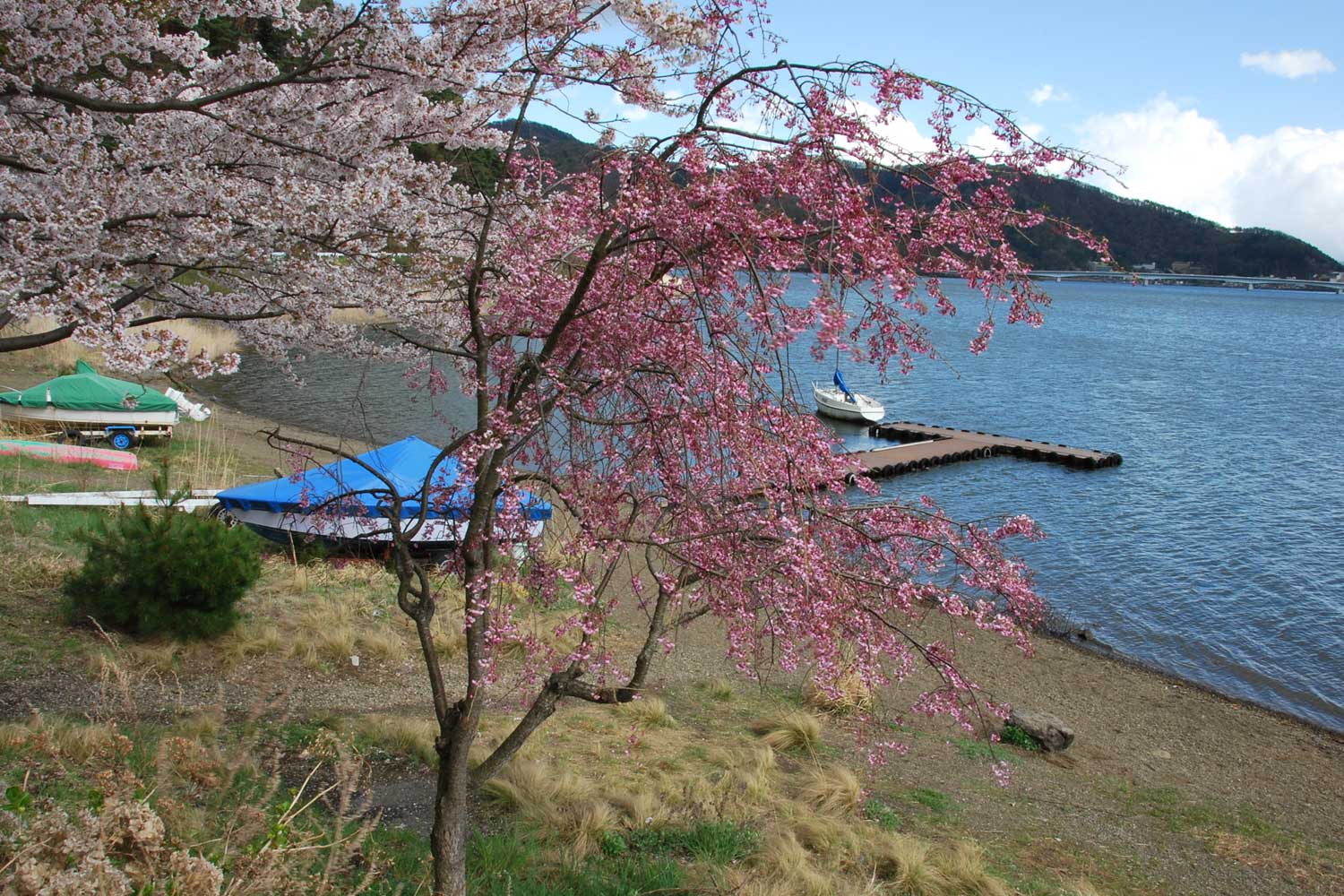 kawaguchiko-2016-lac-Fujisan-cerisiers